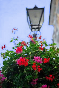 village flowers