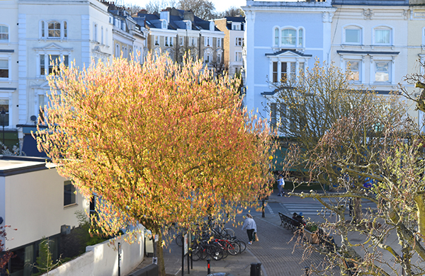 Belsize Village tree