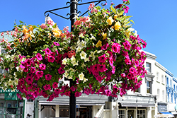 Belsize Village flowers