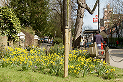 Belsize Avenue daffodils